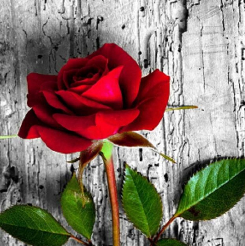 Meet your Posher, Maria